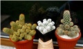 Mammillaria elongata, gracilis
